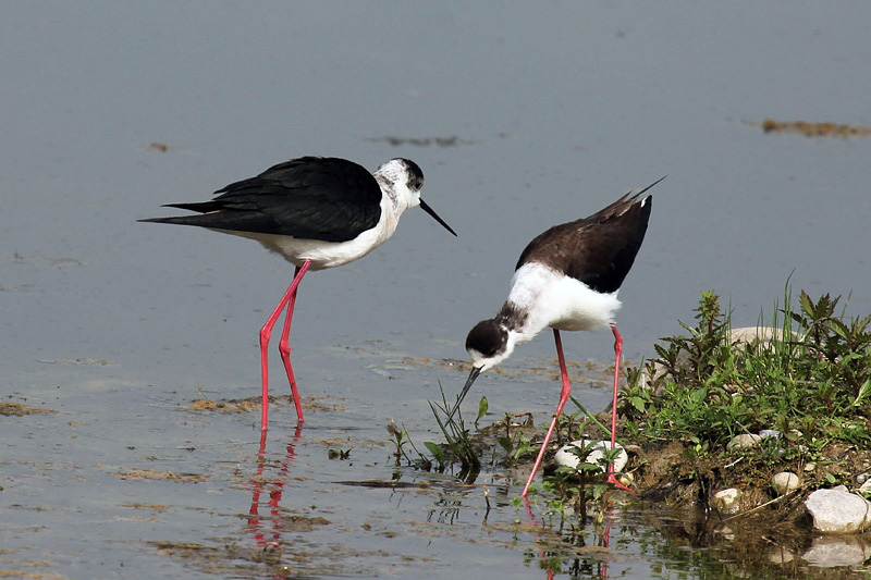 Cavaliere d''italia (Himantopus himantopus)